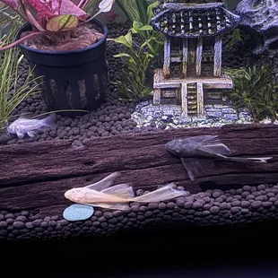 2 Longfin Green Dragon Plecos from Jays store. (One is Albino)