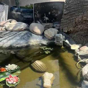 Water lettuce. Koi are hiding