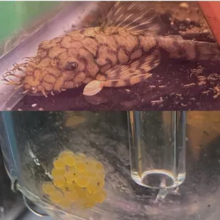 L519 Keifneri II/ Rio Itenez Bristlenose male and eggs