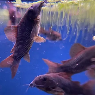 Corydoras schultzei "BLACK VENEZUELAN CORY"