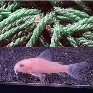 Corydoras panda "SNOW WHITE PANDA CORY" and eggs