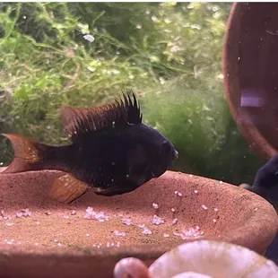 Microgeophagus ramirez "BLACK RAM DWARF CICHLID" and eggs