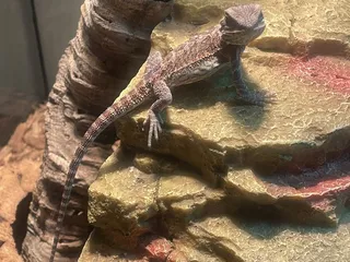 Cold Blooded Exotics