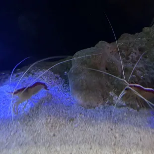 Shrimp