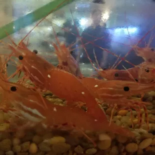 Live Shrimp or Live Lobster...  Choices choices choices