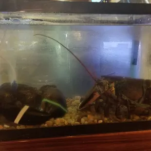 Live Lobsters are in!!!