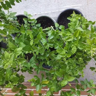 Jasmine plants
Curry leaves plants for sale