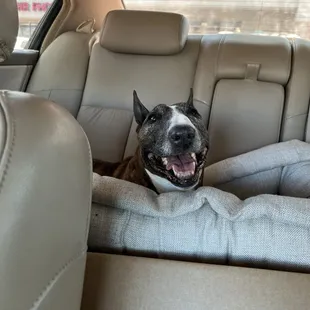 a dog in the back seat of a car