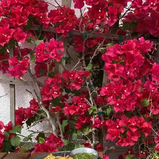 Grilled Chicken Bowl