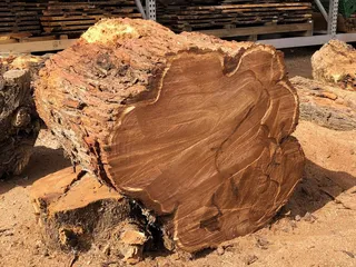 Tumacacori Mesquite