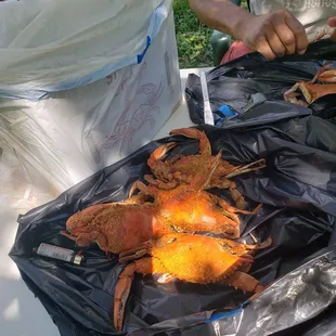 Tuckahoe Seafood