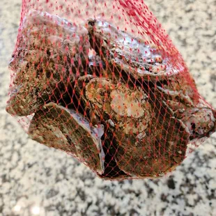 1 dozen oysters. $1 a piece.