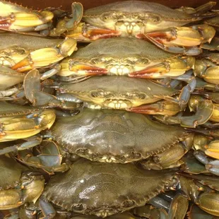 Soft Shell Crabs