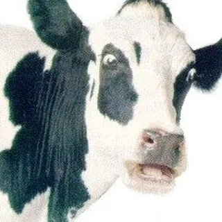 MooCow M.