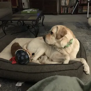 My name is Clifford &amp; today I ate my Buddy from the Animal League Shelter- my first Obedience Tng