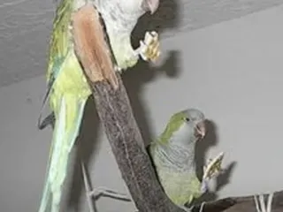 Animal Island Domestic & Exotic Pet Care House Sitting