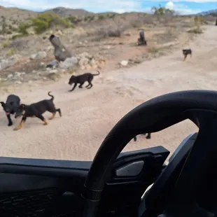 Local Ranch had puppies wandering about saying hi to everyone who went by