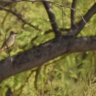 Flycatcher