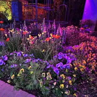 Lights up holiday event