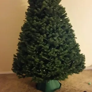 The most perfect looking 6' noble fir!