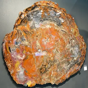 the 69th Tucson Gem and Mineral Show® February 8-11, 2024.