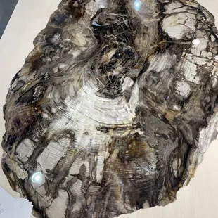 the 69th Tucson Gem and Mineral Show® February 8-11, 2024.