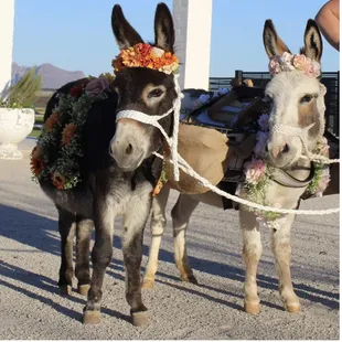 Chubs and tortilla out beer burros / drink donkeys