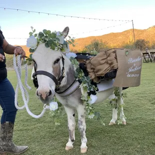 Tortilla the beer burro