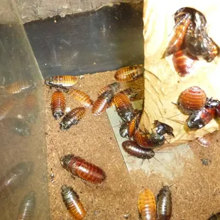 Reptile Show 2015 Tucson Expo Show!