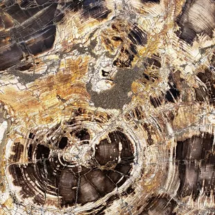 Polished petrified wood.