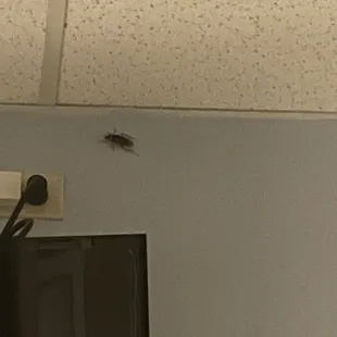 TMC: Room in dungeon. (Roach included) Nurses rude, not carrying  anymore question your pain level when why else would I be at a hospital.