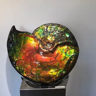Ammonite that has been treated