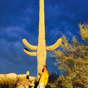 Saguaro at dusk