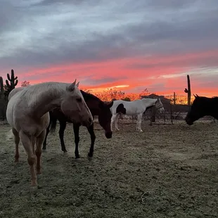 Horses at the stables. Do the sunset ride!