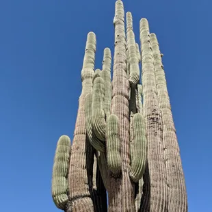 Strongarm Saguaro