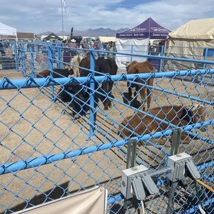 Cattle