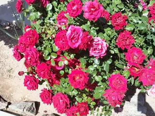 Integrity Treatment Solutions