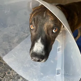 Crosby post Pima Pet Clinic visit