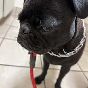Baxter in his waiting room.