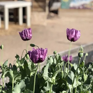 purple poppies in a garden