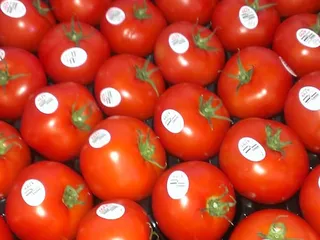 Borderlands Food Bank P O W W O W