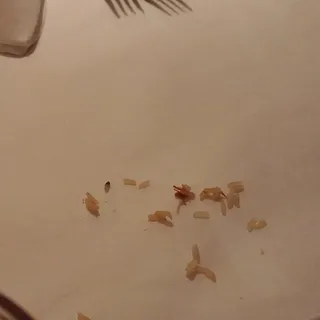 Bowl of Gumbo du Jour