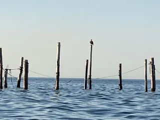 Chesapean Outdoors