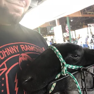 Mr Hyde! The lamb not me