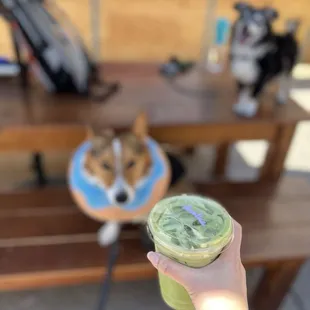 Dogs and matcha