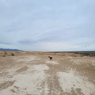 Barren &amp; cool to explore.