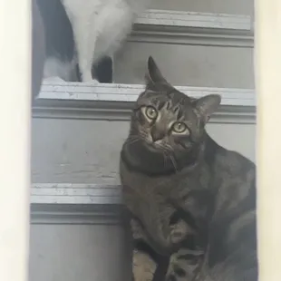 Cats Next Door waiting for Tulipàn to open