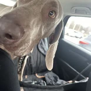 Weimaraner at TAW