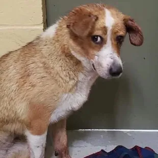 RIP MAGGIE. Sorry you were beaten by female animal control officer who is in with the animal cruelty investigation so got way with this