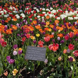 A plethora of tulips